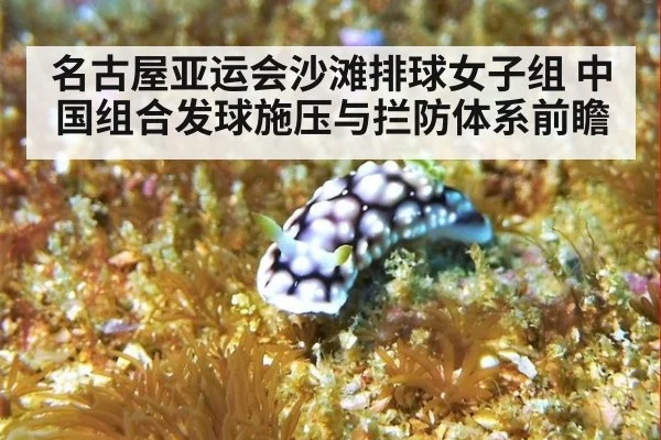名古屋亚运会沙滩排球女子组 中国组合发球施压与拦防体系前瞻